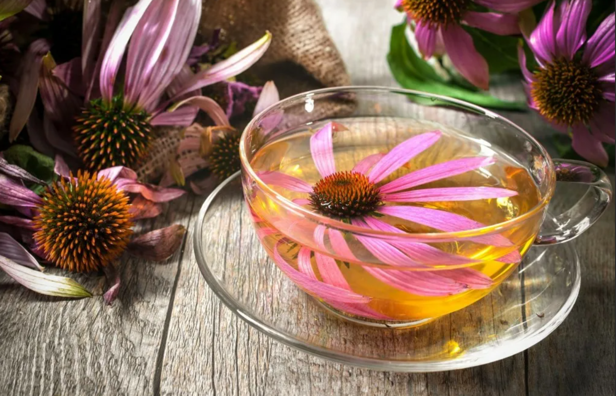 Настой эхинацеи